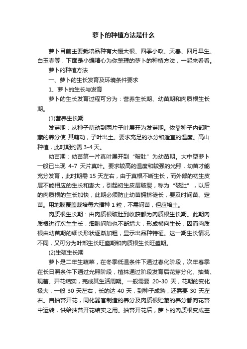 萝卜的种植方法是什么