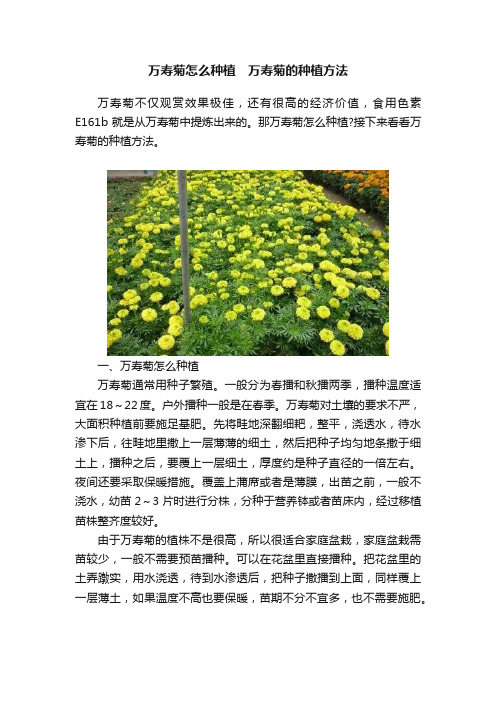 万寿菊怎么种植　万寿菊的种植方法