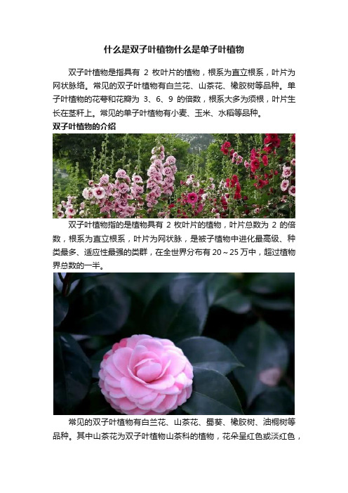 什么是双子叶植物什么是单子叶植物