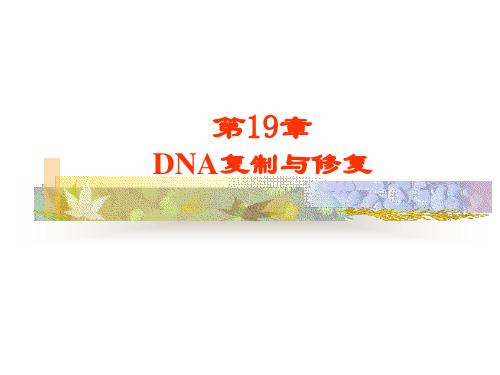 DNA复制与RNA转录