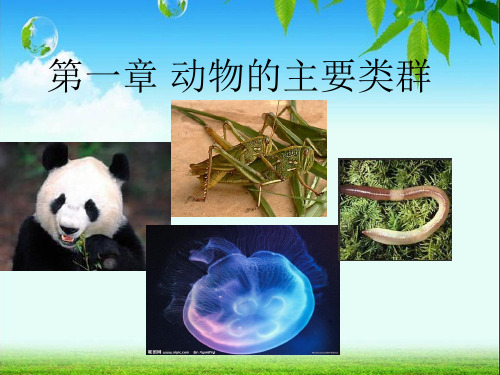 腔肠、扁形、线形、环节、软体、节肢动物1.ppt