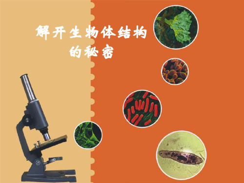 五年级下册科学课件-3.1 解开生物体结构的秘密(13)-湘科版