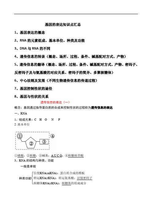 遗传信息的表达知识点