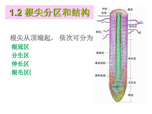 根的构造 ppt课件