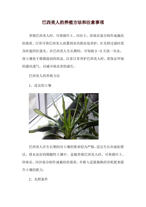 巴西美人的养殖方法和注意事项