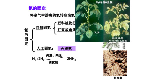 人教版高中化学必修一第四章第四节氨硝酸硫酸