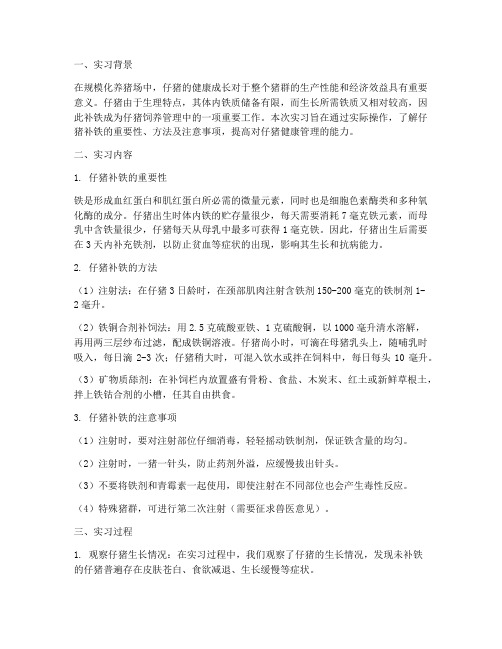 仔猪补铁实习报告