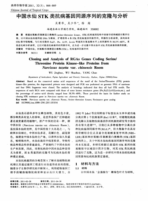 中国水仙STK类抗病基因同源序列的克隆与分析