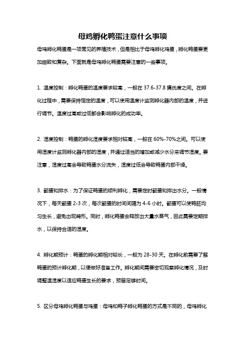 母鸡孵化鸭蛋注意什么事项