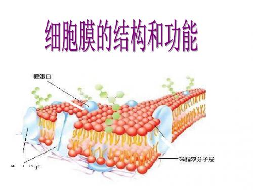 高一生物细胞膜的结构和功能1