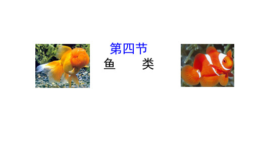 第四节鱼类 课件鲁科版生物八年级上册