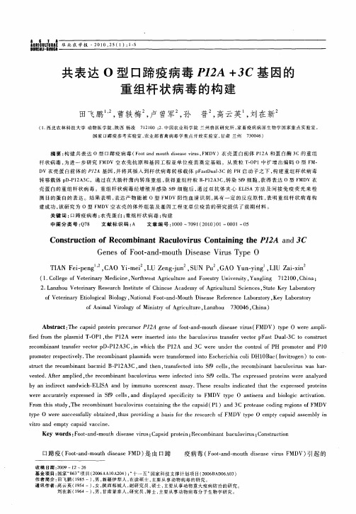 共表达O型口蹄疫病毒P12A+3C基因的重组杆状病毒的构建