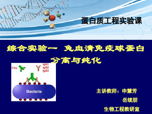 实验一兔血清 免疫球蛋白分离与纯化