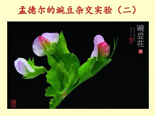 3.29孟德尔的豌豆杂交实验(二)