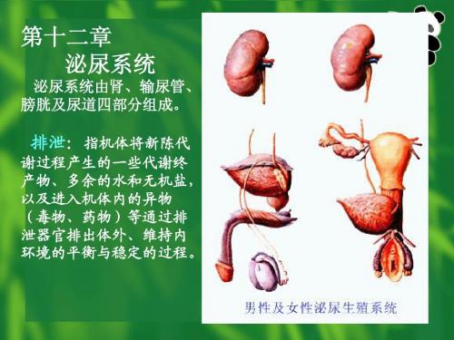 第九章 泌尿系统
