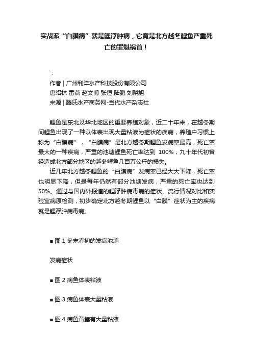 实战派“白膜病”就是鲤浮肿病，它竟是北方越冬鲤鱼严重死亡的罪魁祸首！