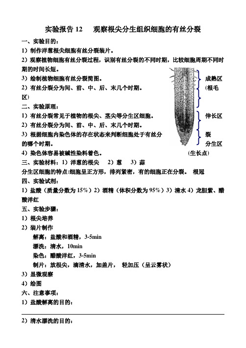 11实验报告观察根尖分生组织细胞的有丝分裂