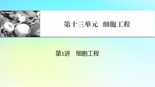 2024版高考生物一轮总复习第十三单元细胞工程第1讲细胞工程课件