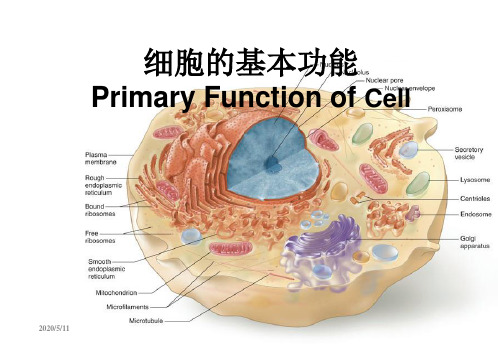 2细胞基本生理 ppt课件