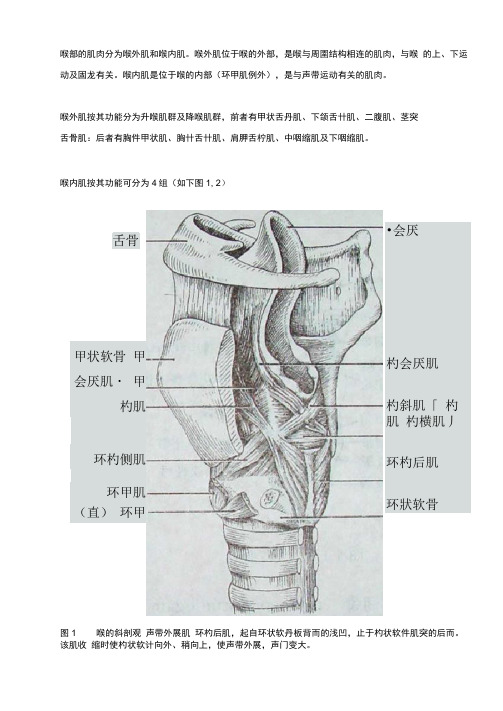 喉部的肌肉分为喉外肌和喉内肌