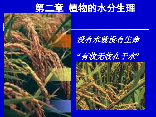 植物生理学：第二章 植物的水分生理