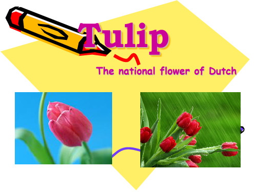 Tulip 郁金香简介