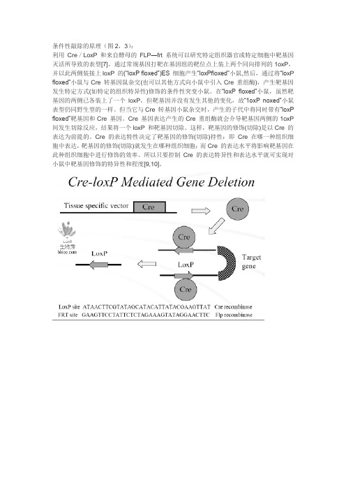 条件性敲除的原理