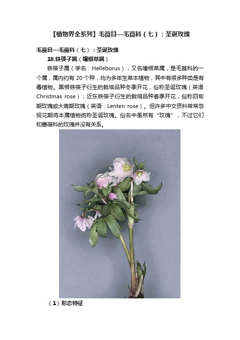 【植物界全系列】毛茛目—毛茛科（七）：圣诞玫瑰