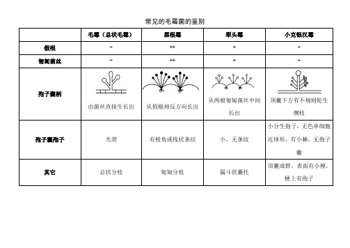 常见的毛霉菌、曲霉的鉴别