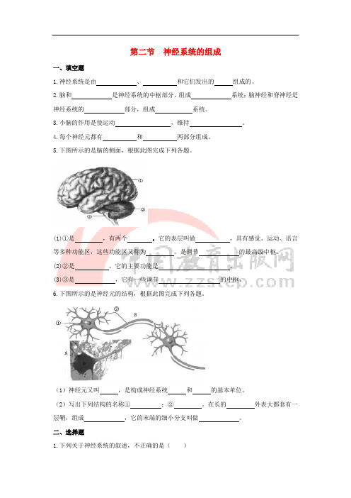 七年级生物下册 4.6.2《神经系统的组成》同步练习 (新版)新人教版