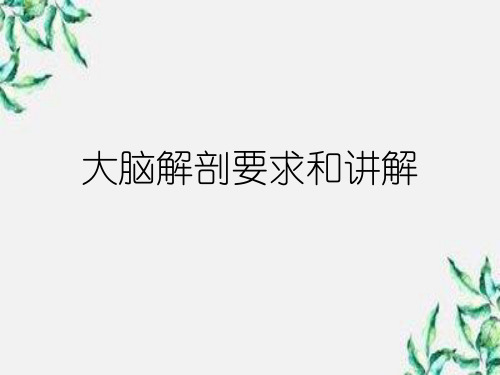 大脑解剖要求和讲解