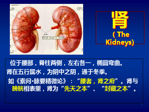 (中医学课件)象-五脏-肾