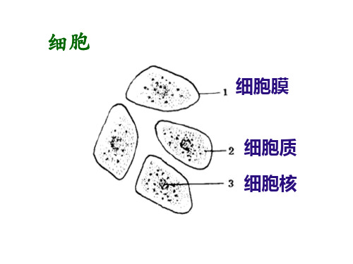 九年级生命科学复习提纲(上)