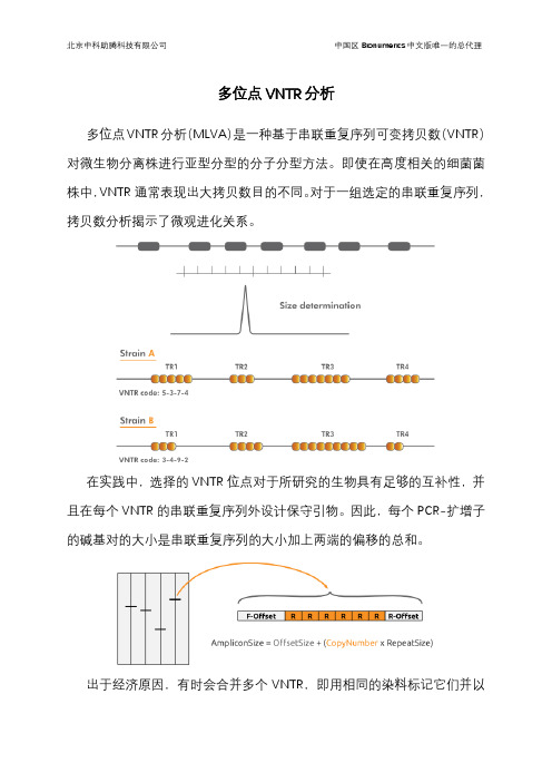 04多位点VNTR分析