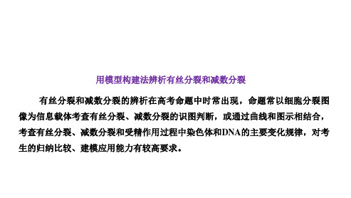 高三总复习生物课件 用模型构建法辨析有丝分裂和减数分裂