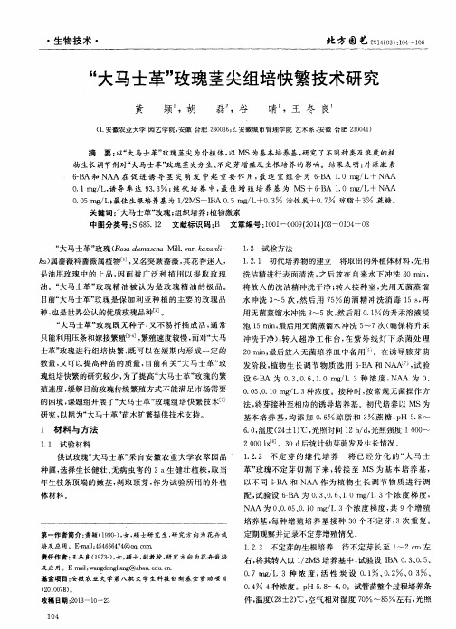 “大马士革”玫瑰茎尖组培快繁技术研究