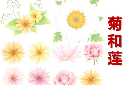 《菊和莲》ppt课件