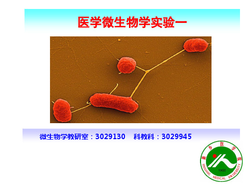 医学微生物学实验形态学检查