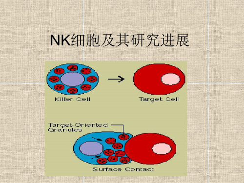 NK细胞及其研究进展(精)