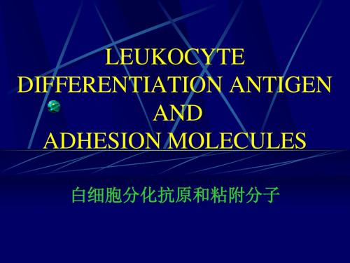 医学免疫学-白细胞分化抗原和粘附分子