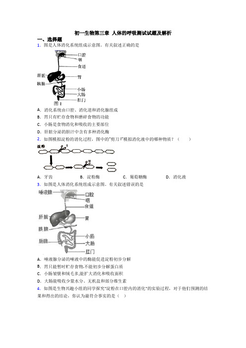 初一生物第三章 人体的呼吸测试试题及解析