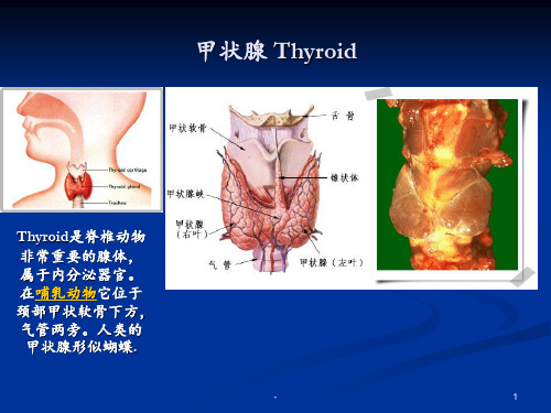 甲状腺激素药PPT课件