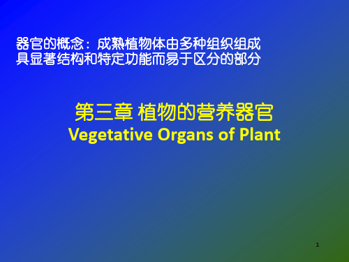 植物的营养器官-根