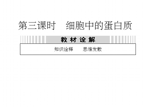 《细胞中的蛋白质》PPT课件