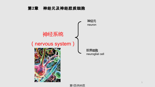 神经元及神经胶质细胞PPT课件