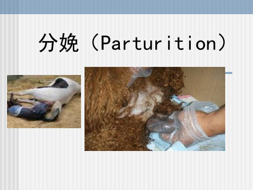 《兽医产科学》教学课件：第五章  分娩(Parturition)