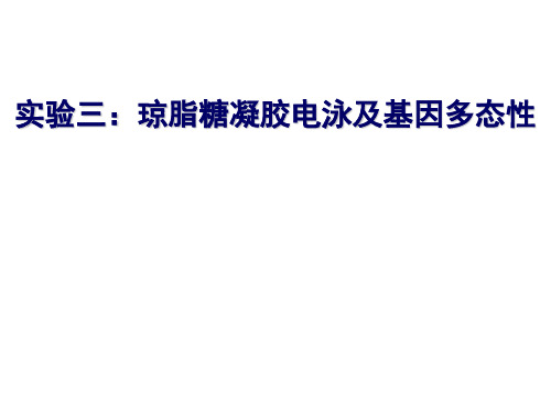 分子医学技能-生化：实验三：琼脂糖凝胶电泳及基因多态性