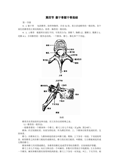 第四节---躯干骨及其连接