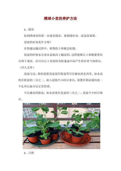 绣球小苗的养护方法