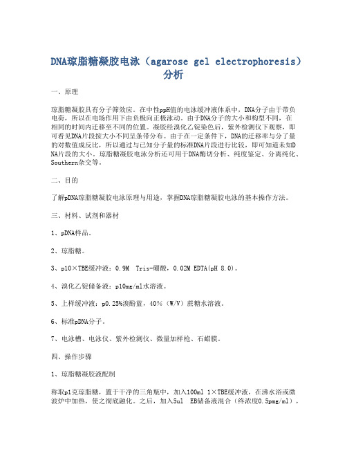 DNA琼脂糖凝胶电泳(agarose gel electrophoresis)分析